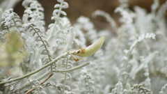 Astragalus anemophilus