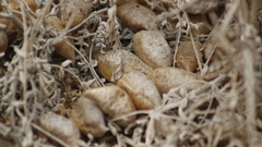 Astragalus anemophilus