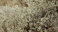 Atriplex julacea