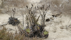 Dudleya cultrata