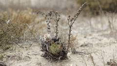 Dudleya cultrata