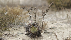 Dudleya cultrata