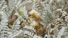 Astragalus anemophilus