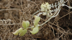 Astragalus anemophilus