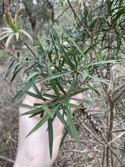 Melaleuca linearifolia