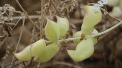 Astragalus anemophilus
