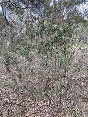 Melaleuca linearifolia