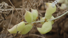 Astragalus anemophilus