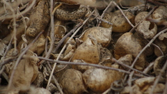 Astragalus anemophilus