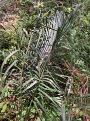 Macrozamia spiralis
