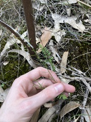 Stackhousia muricata