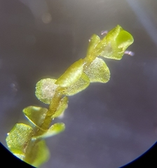 Jungermannia atrovirens