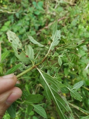 Epilobium roseum