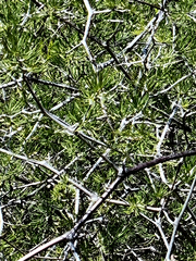 Asparagus retrofractus