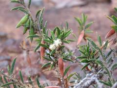 Acacia bynoeana