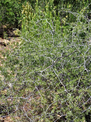 Asparagus retrofractus