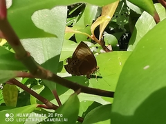 Abisara saturata
