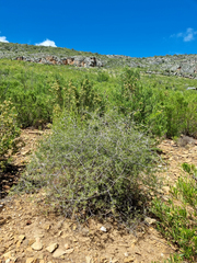 Asparagus retrofractus