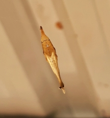Arachnura melanura
