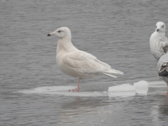 Larus hyperboreus