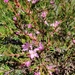 Boronia deanei acutifolia - Photo (c) Ruby E Stephens, algunos derechos reservados (CC BY-NC), subido por Ruby E Stephens