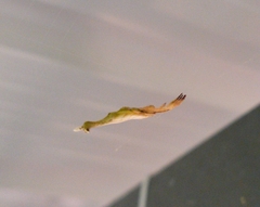 Arachnura melanura