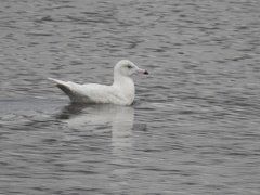 Larus hyperboreus