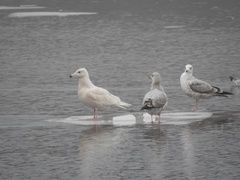 Larus hyperboreus
