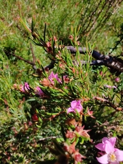 Boronia deanei