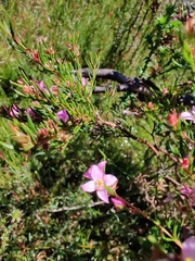 Boronia deanei