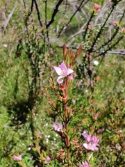Boronia deanei