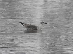Larus fuscus