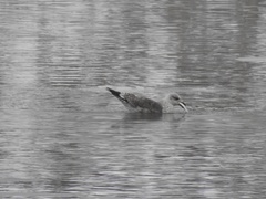 Larus fuscus