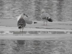 Larus fuscus