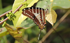 Graphium nomius
