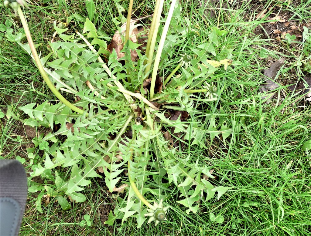 orange-flowered dandelion