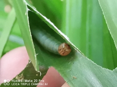 Salanoemia tavoyana