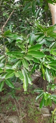 Diospyros malabarica