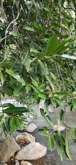 Diospyros malabarica