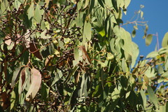 Eucalyptus prava