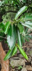 Diospyros malabarica
