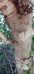 Xylosma horrida