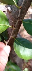 Xylosma horrida