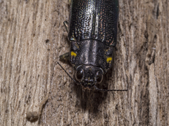 Cyphogastra semipurpurea