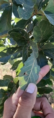 Quercus castanea