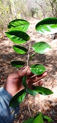 Xylosma horrida