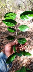 Xylosma horrida