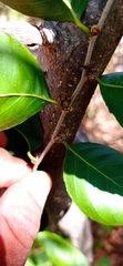 Xylosma horrida