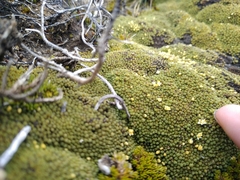 Kelleria childii