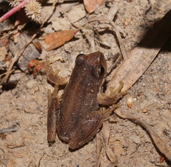 Litoria paraewingi